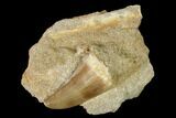 Mosasaur (Prognathodon) Tooth In Rock - Morocco #152558-1